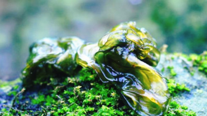 享游渭河源丨舌尖上的渭河源，野菜飄香的春日盛宴